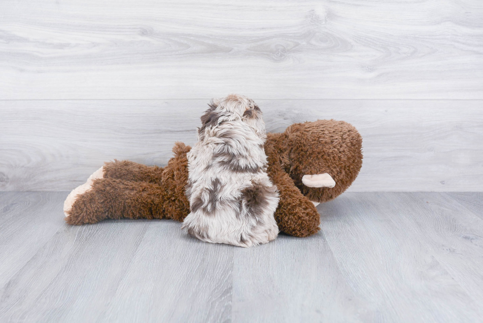 Cute Mini Aussiedoodle Baby