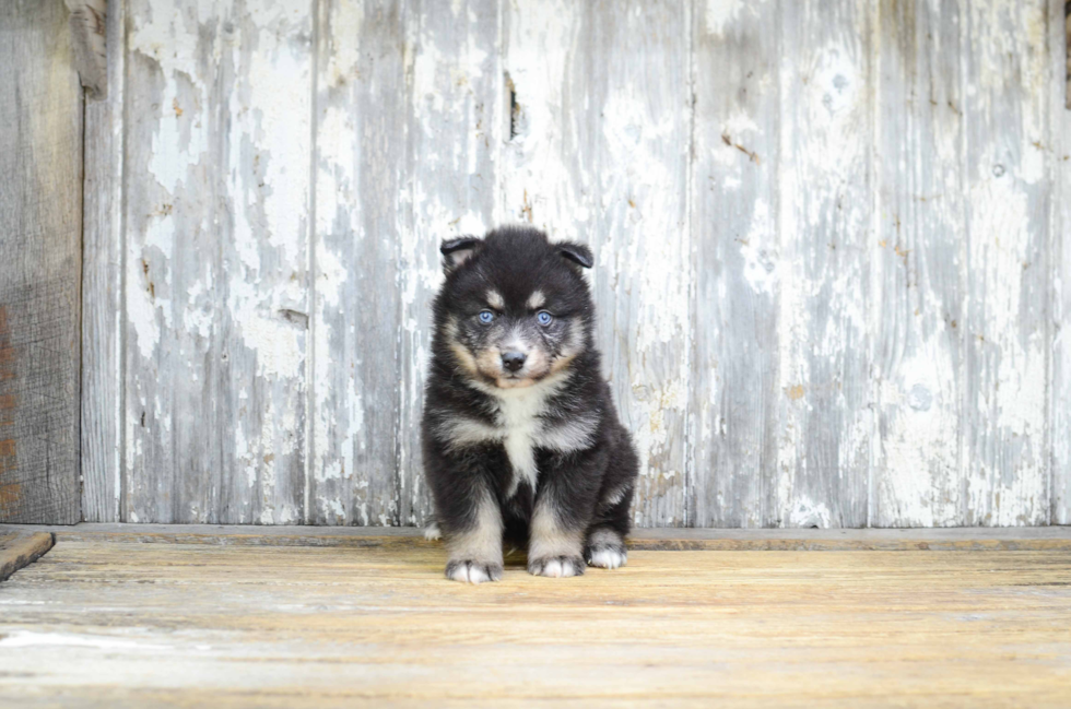 Fluffy Pomsky Designer Pup