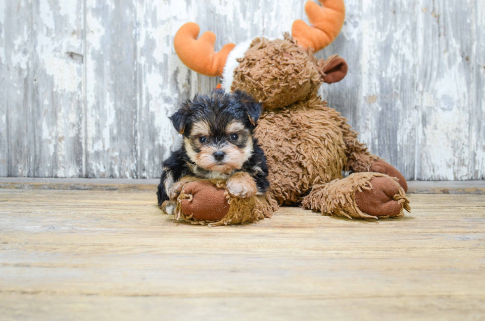 Morkie Pup Being Cute