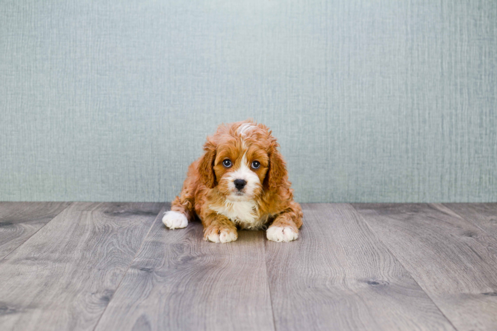 Cavapoo Puppy for Adoption