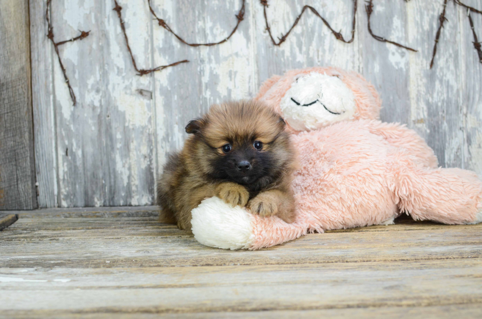 Friendly Pomeranian Baby