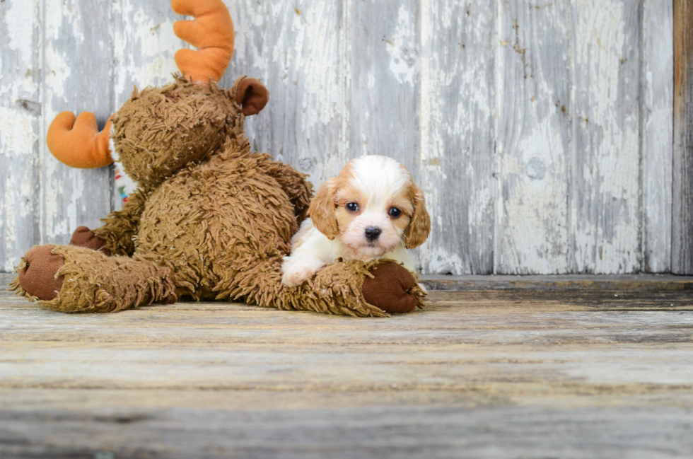 Best Cavachon Baby