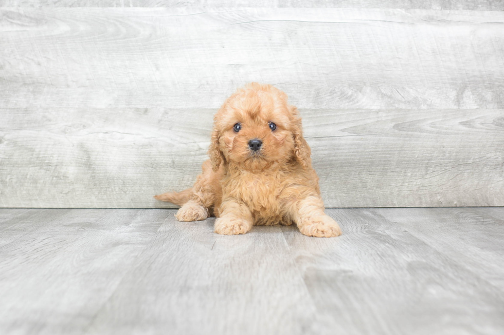 Little Cavoodle Poodle Mix Puppy