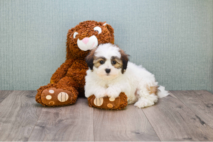 Smart Teddy Bear Designer Pup