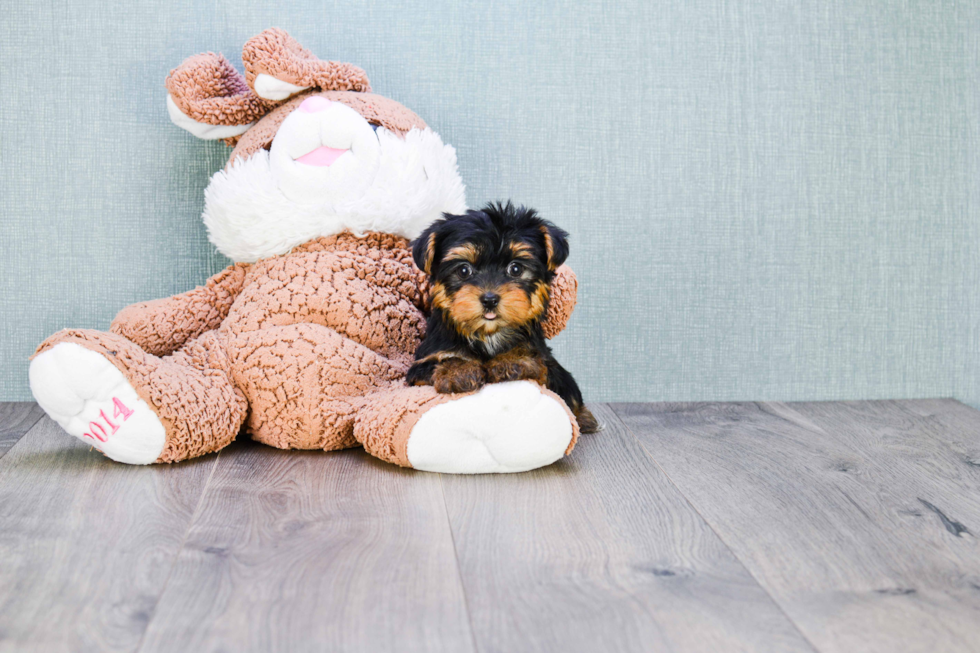 Meet Bella - our Yorkshire Terrier Puppy Photo 