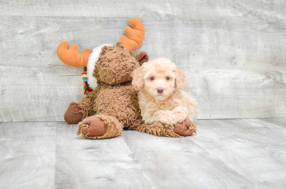 Poodle Puppy for Adoption