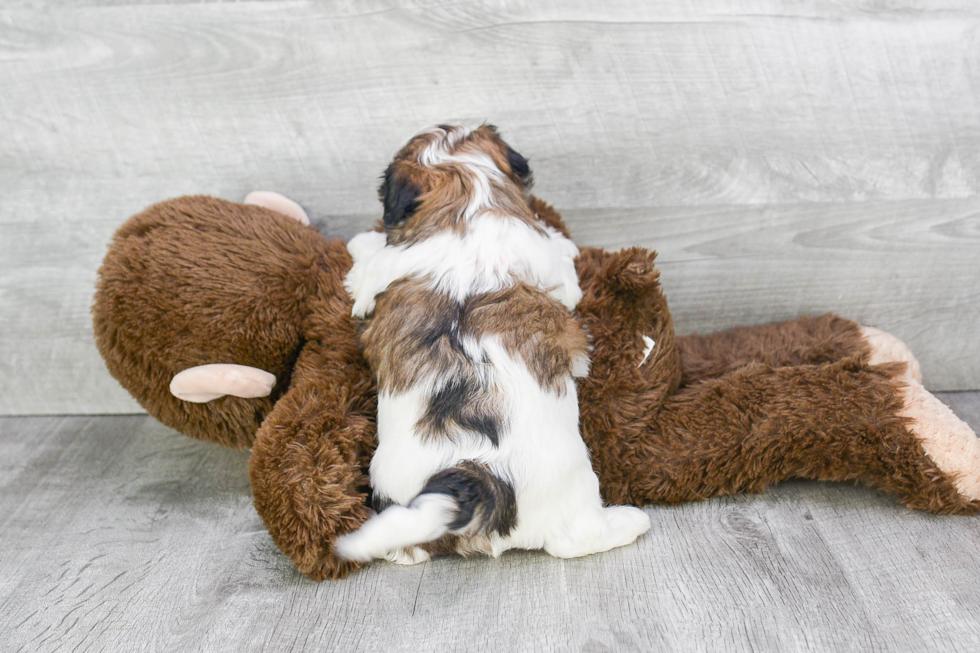 Teddy Bear Pup Being Cute