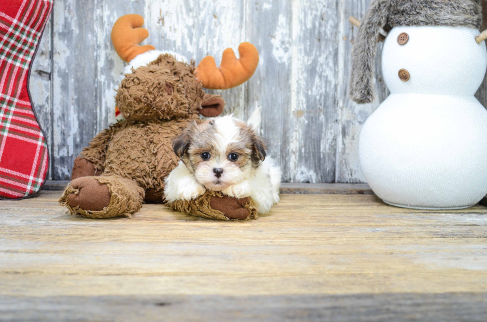 Adorable Shichon Designer Puppy