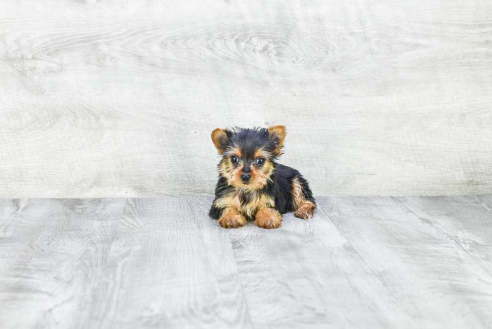 Meet Rachel - our Yorkshire Terrier Puppy Photo 