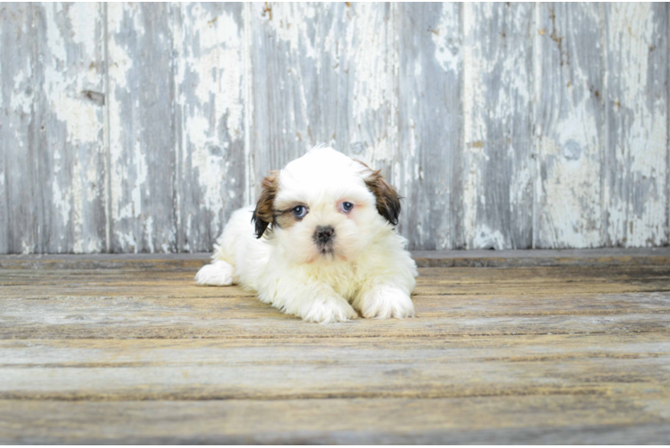 Teddy Bear Puppy for Adoption