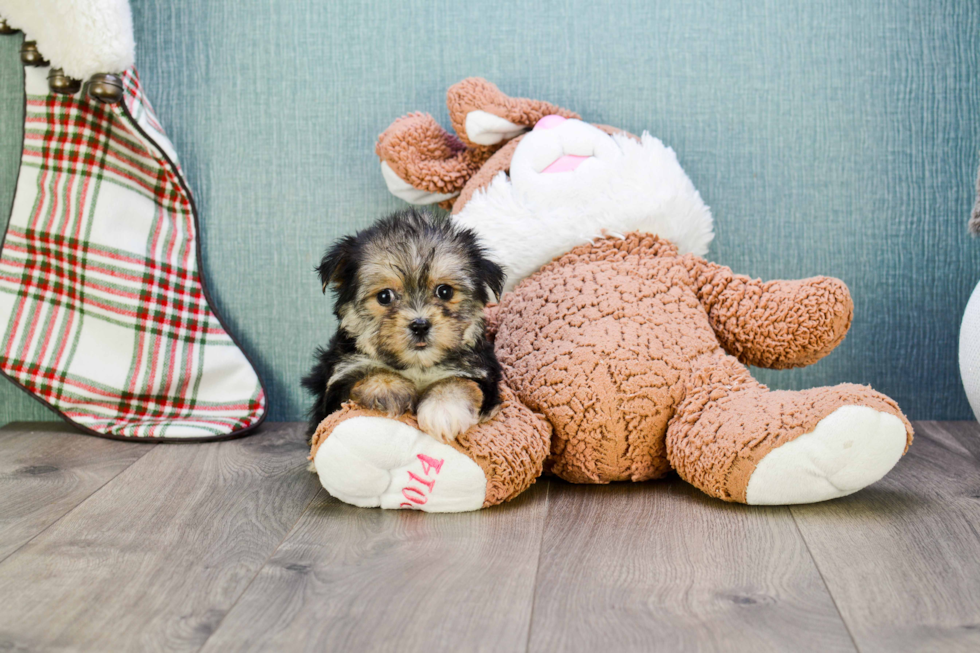 Morkie Pup Being Cute