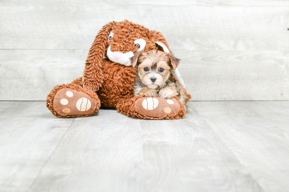 Friendly Morkie Baby