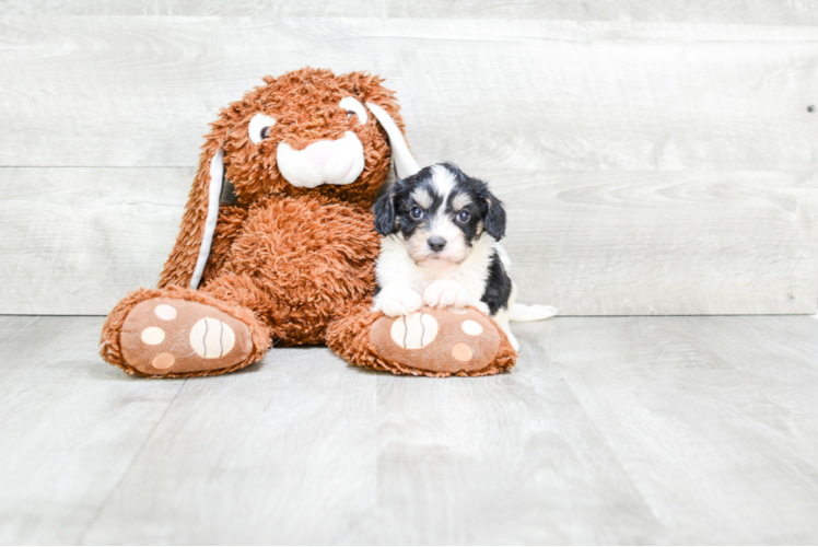 Cavachon Pup Being Cute