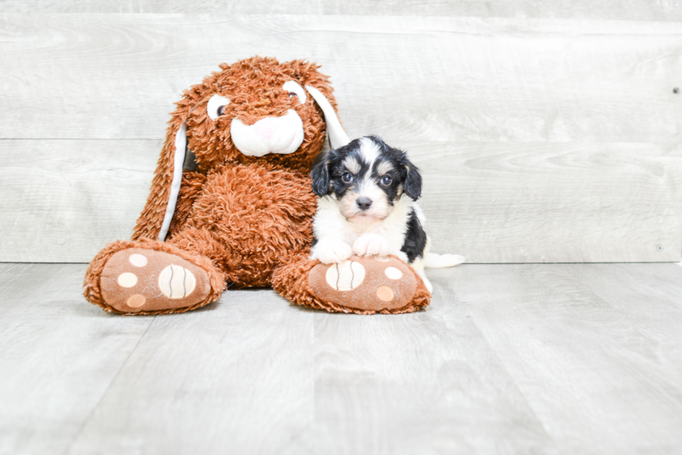 Cavachon Pup Being Cute