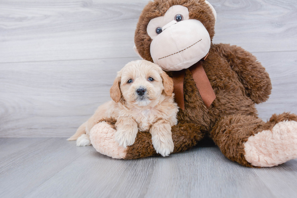 Happy Mini Goldendoodle Baby