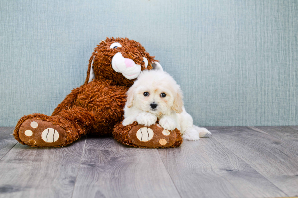 Cavachon Puppy for Adoption