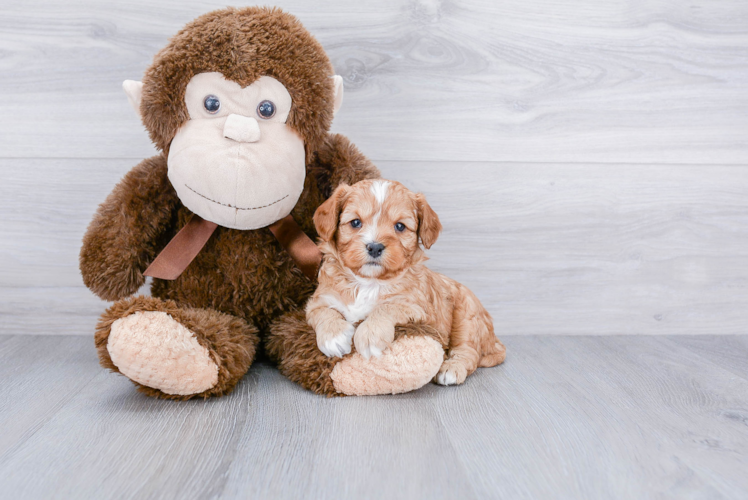 Friendly Cavapoo Baby