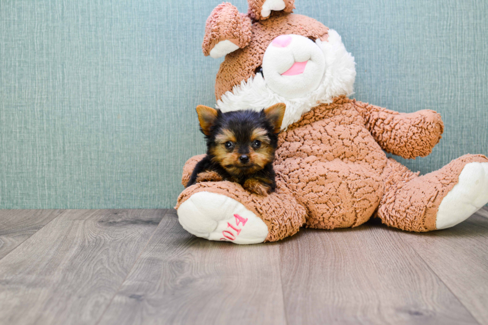 Meet Bam Bam  - our Yorkshire Terrier Puppy Photo 