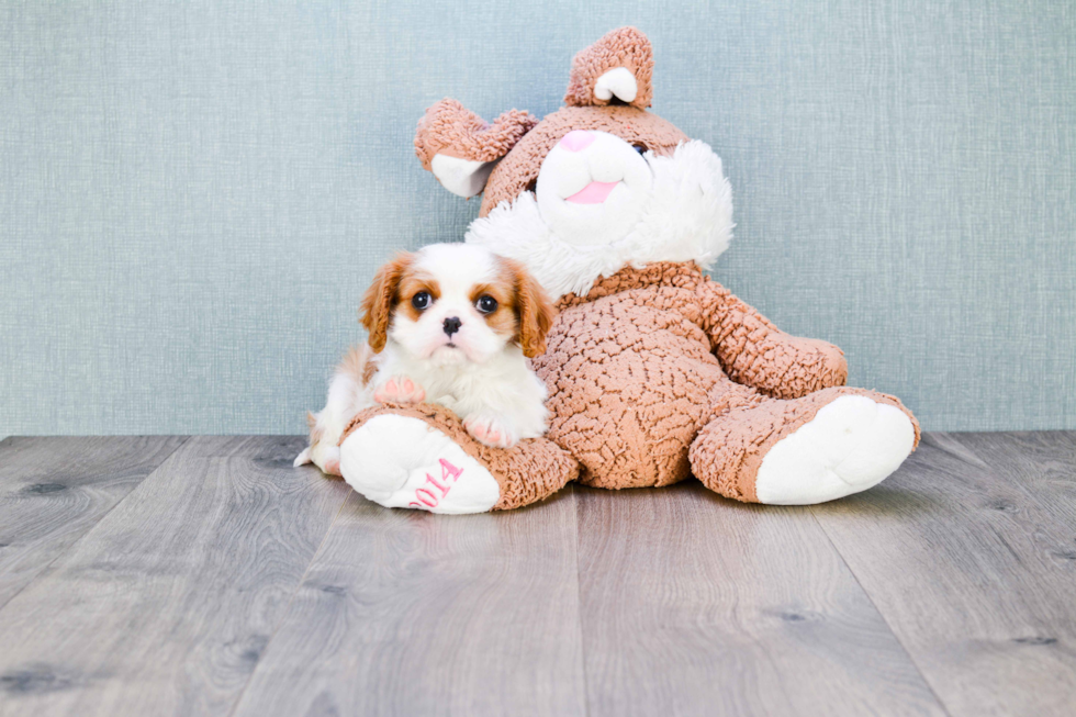 Smart Cavalier King Charles Spaniel Purebred Puppy