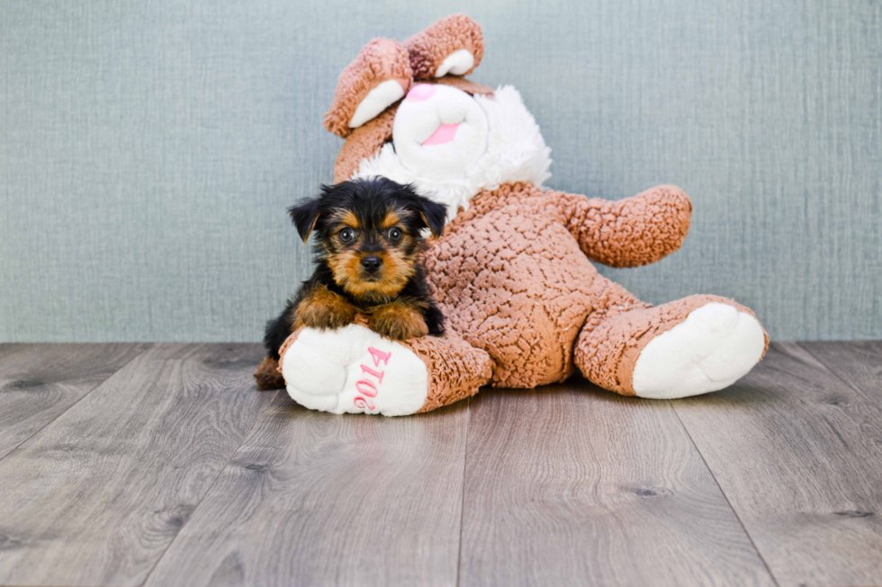 Meet Joey - our Yorkshire Terrier Puppy Photo 