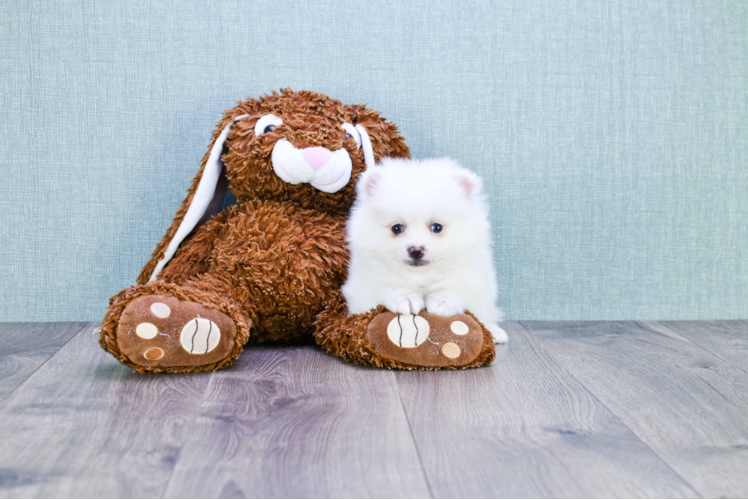 Sweet Pomeranian Purebred Puppy