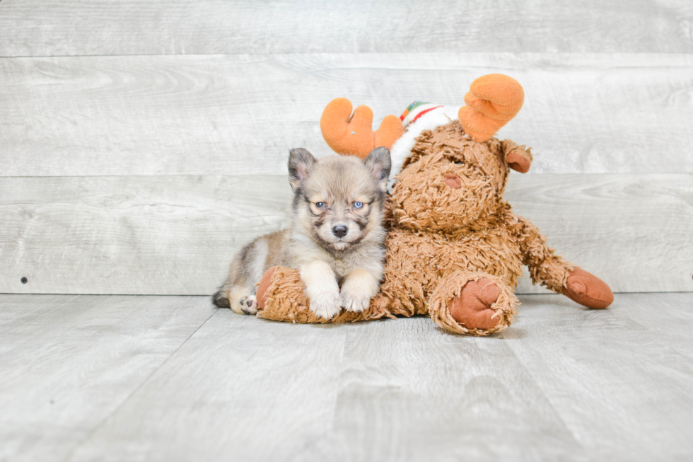 Friendly Pomsky Baby