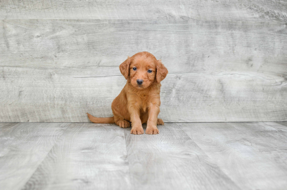 Mini Goldendoodle Pup Being Cute