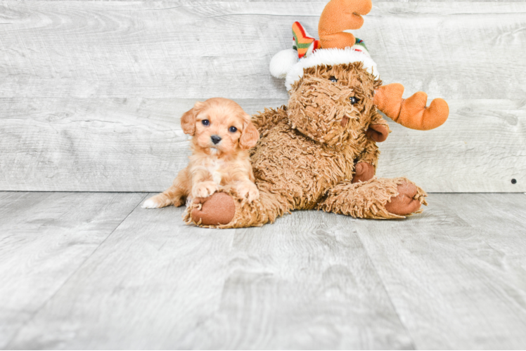 Best Cavapoo Baby