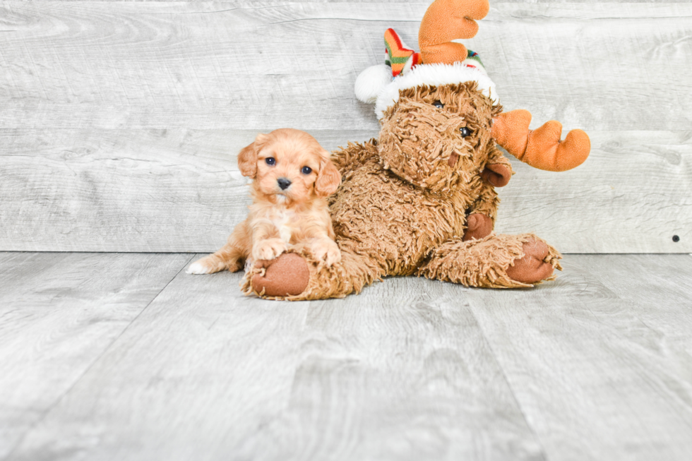 Best Cavapoo Baby