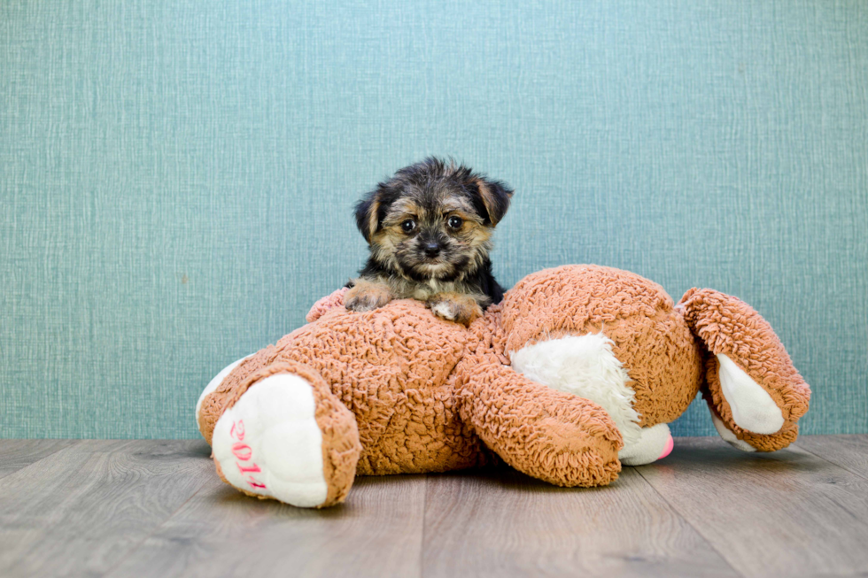 Cute Morkie Baby