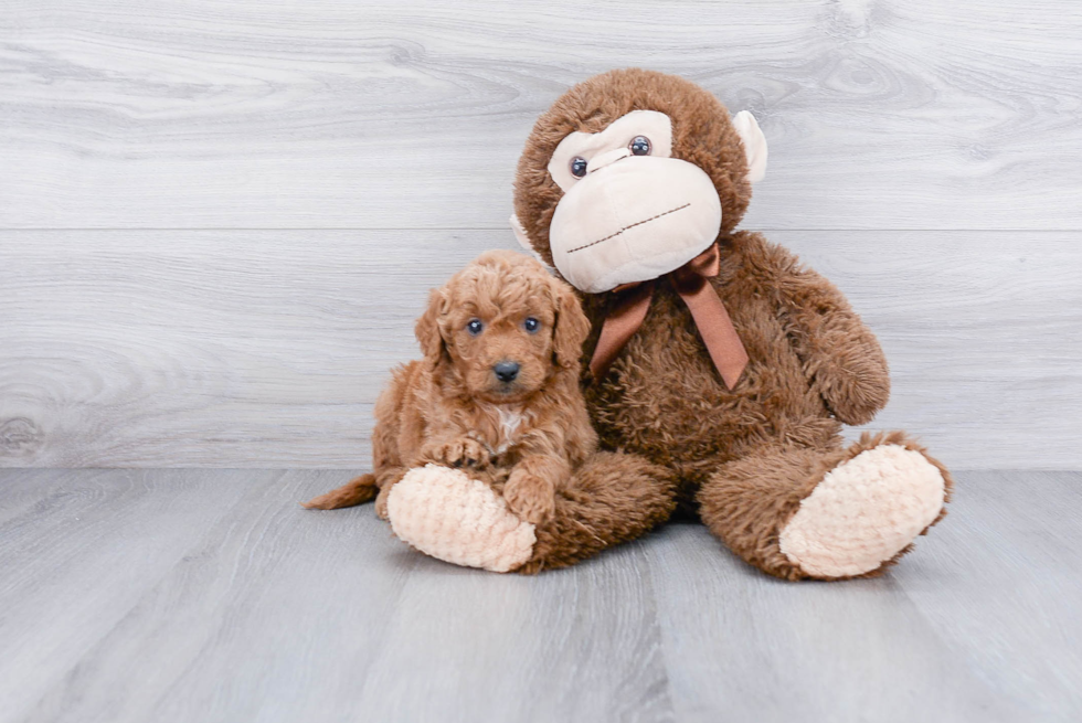 Energetic Golden Retriever Poodle Mix Puppy