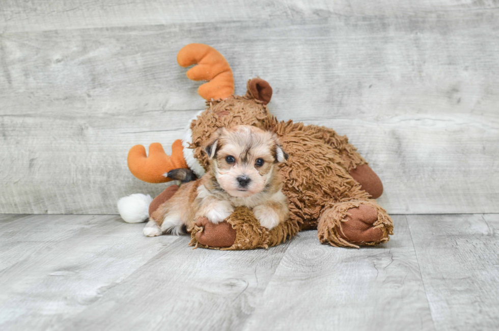 Morkie Puppy for Adoption
