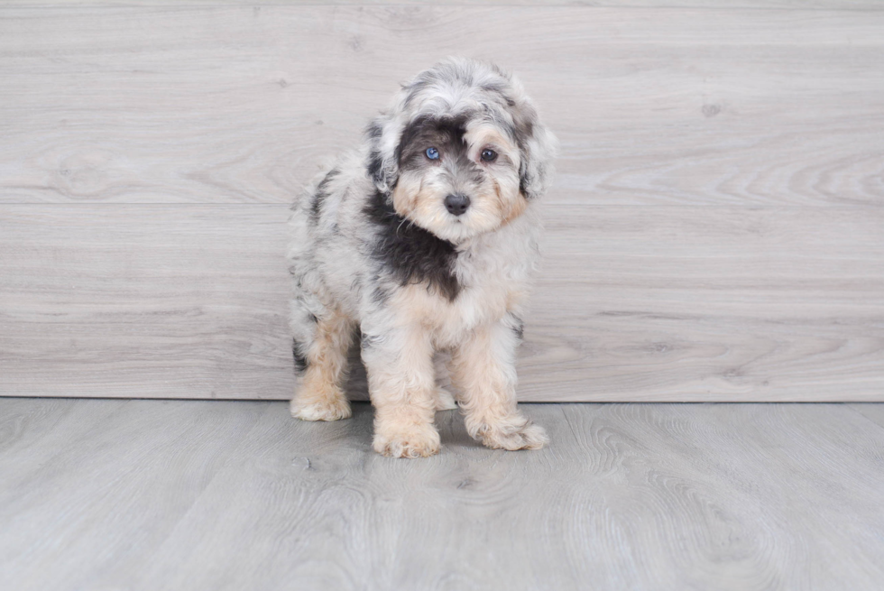 Adorable Aussiepoo Poodle Mix Puppy