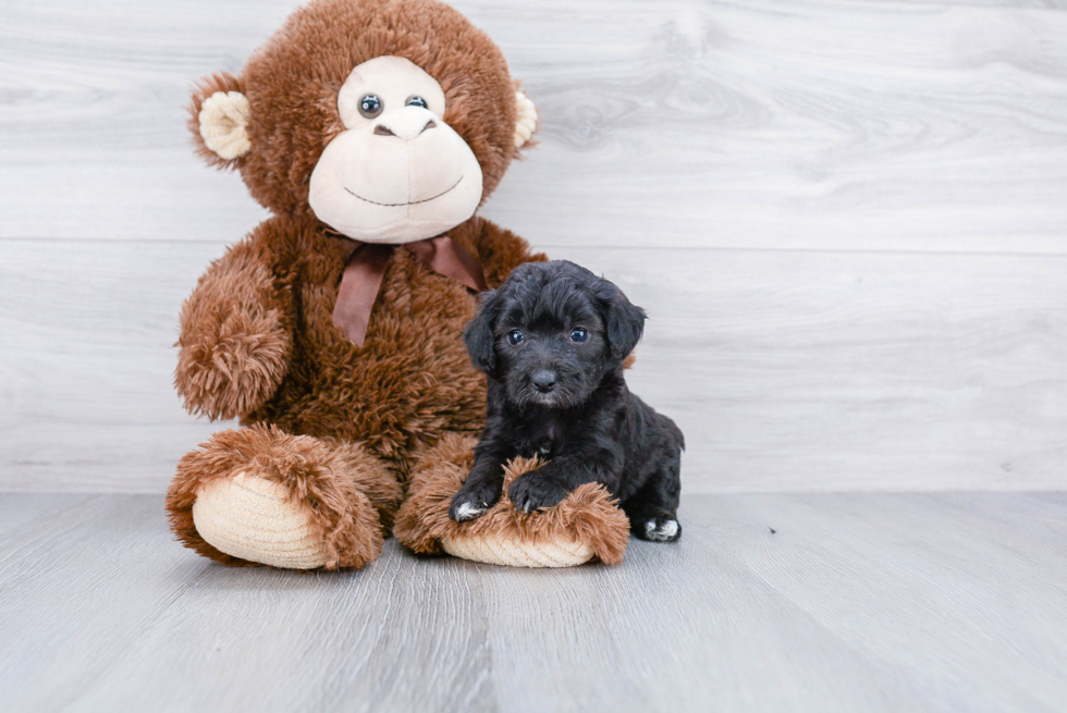 Mini Aussiedoodle Pup Being Cute