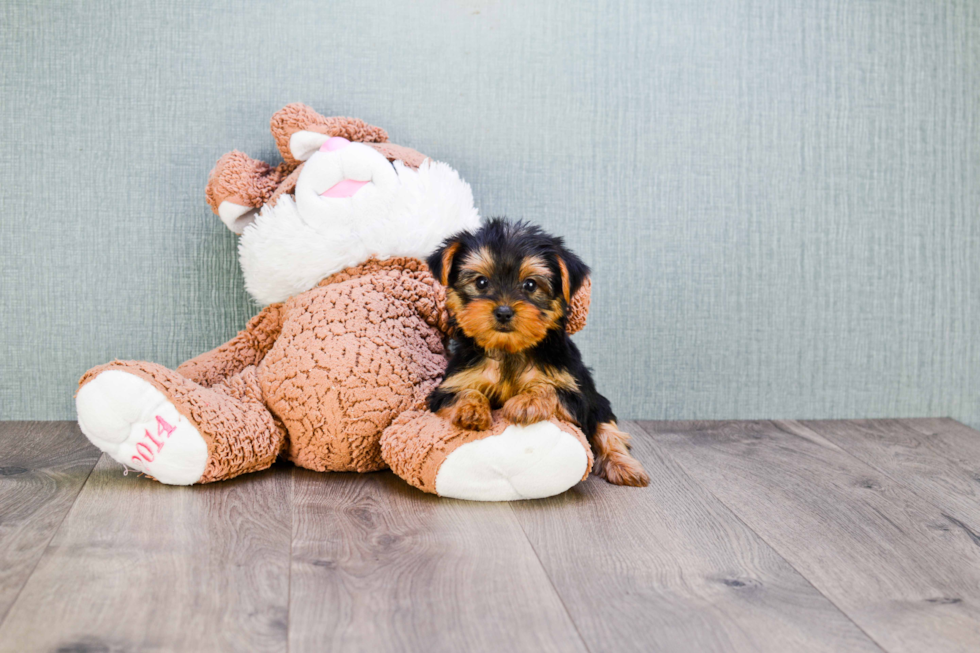 Meet Timmy - our Yorkshire Terrier Puppy Photo 