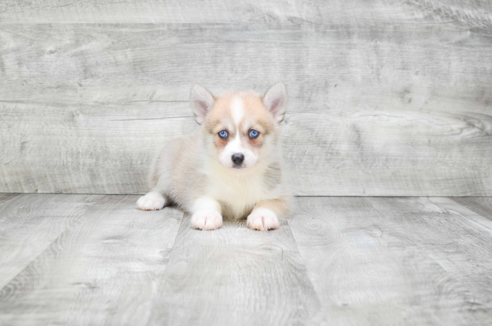 Smart Pomsky Designer Pup