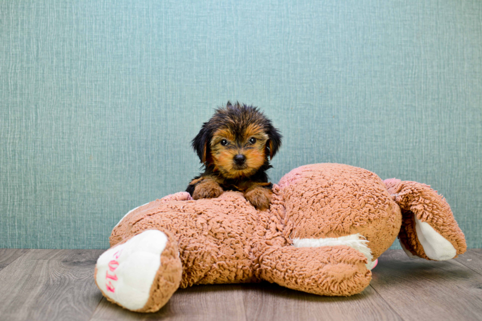 Meet Timmy - our Yorkshire Terrier Puppy Photo 