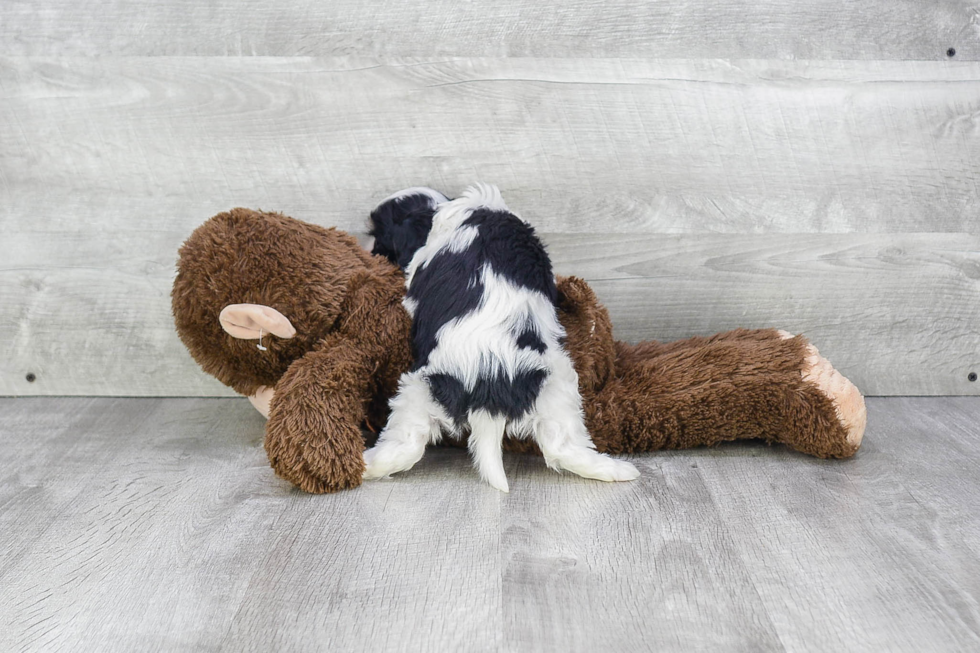 Popular Cavachon Designer Pup