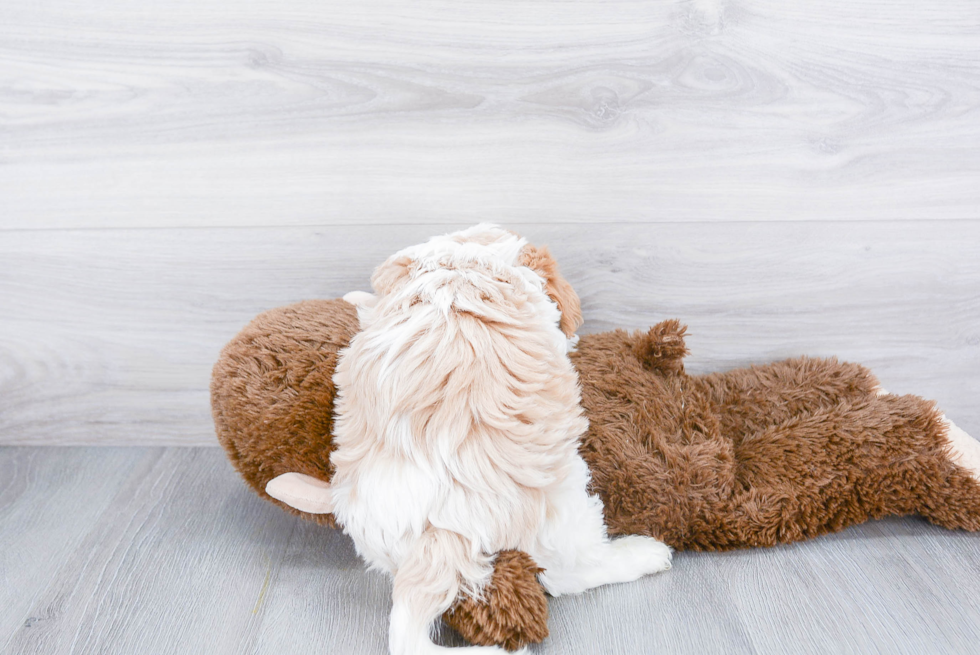 Smart Cavachon Designer Pup