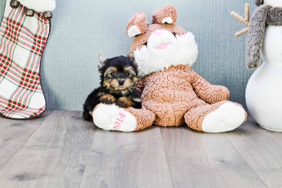 Meet Beckham - our Yorkshire Terrier Puppy Photo 