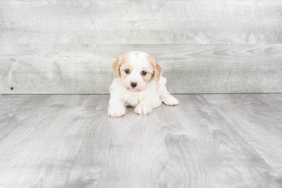 Popular Cavachon Designer Pup