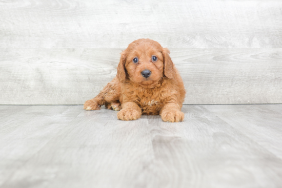 Cavapoo Puppy for Adoption