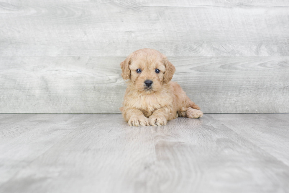 Popular Cockapoo Poodle Mix Pup