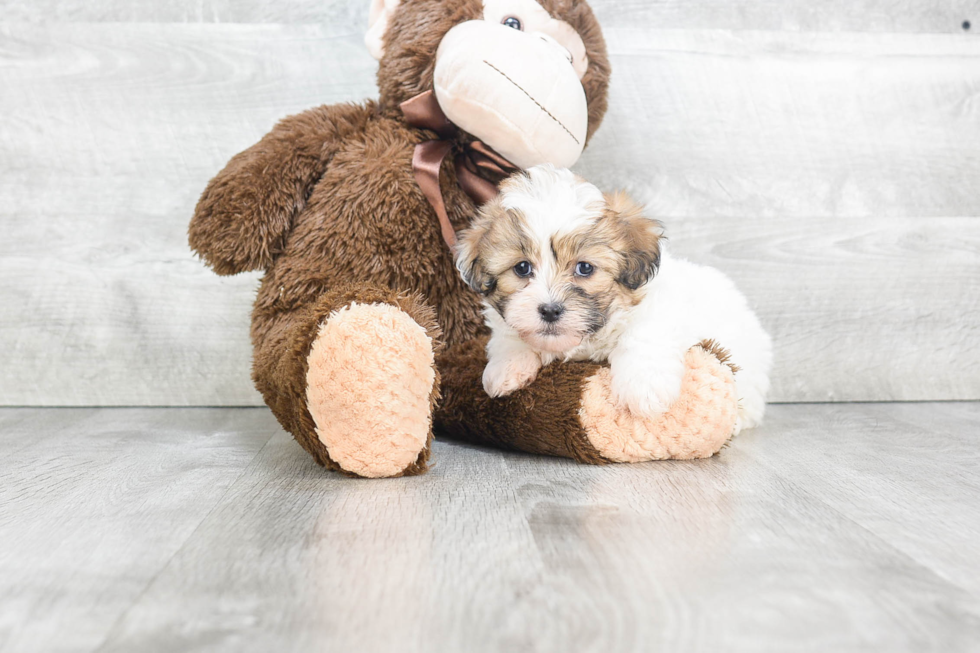 Best Teddy Bear Baby