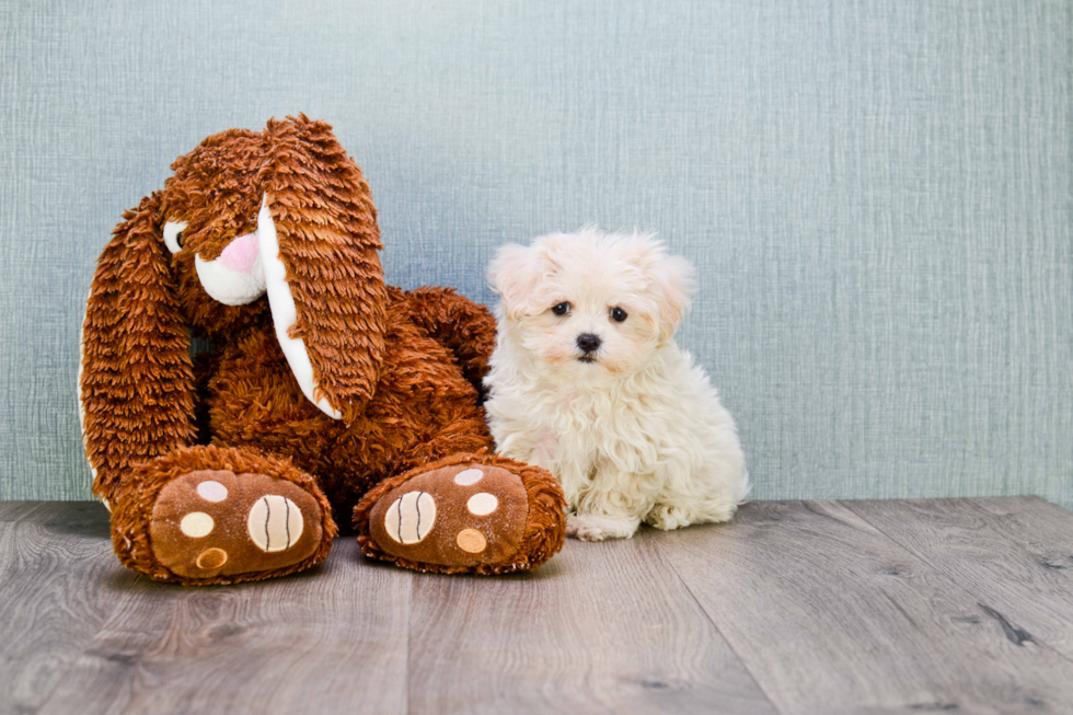 Maltipoo Puppy for Adoption