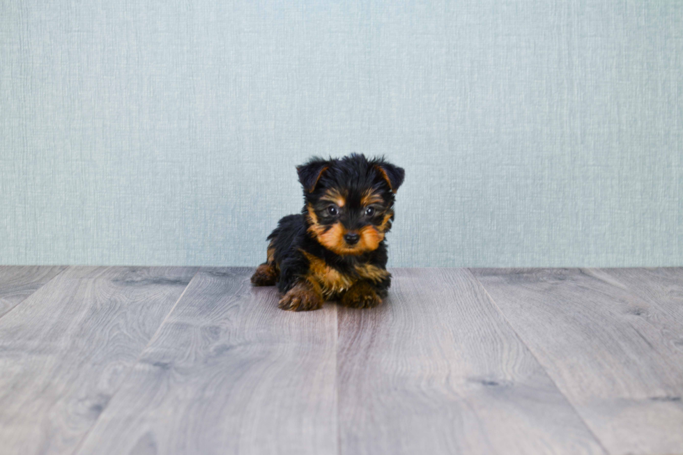 Meet Nugget - our Yorkshire Terrier Puppy Photo 