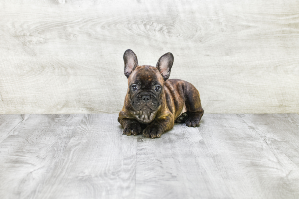 Akc Registered French Bulldog Baby