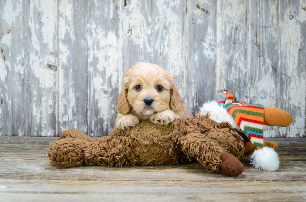 Cavachon Puppy for Adoption