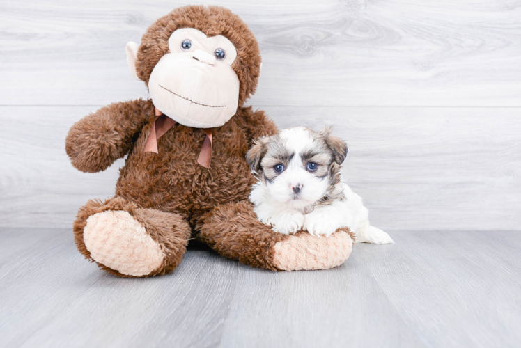 Fluffy Teddy Bear Designer Pup