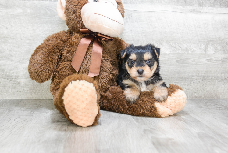 Morkie Puppy for Adoption